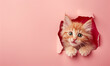 cute ginger kitten through hole in plain pink colour paper card wall with text space