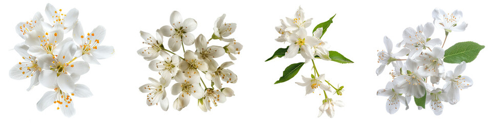 Wall Mural - Collection of Single slender deutzia flower top view cutout png isolated on white or transparent background