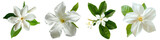 Collection of Single star jasmine flower top view cutout png isolated on white or transparent background