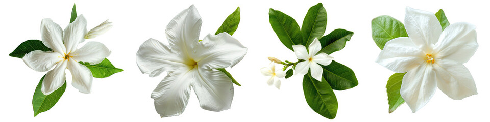 Canvas Print - Collection of Single star jasmine flower top view cutout png isolated on white or transparent background