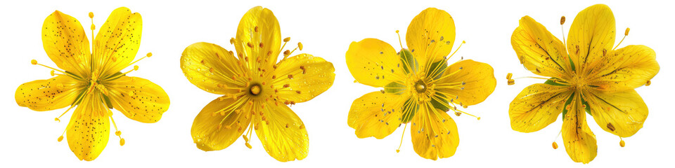 Wall Mural - Collection of Single st johns wort flower top view cutout png isolated on white or transparent background