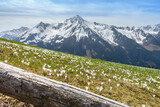 Fototapeta Natura - Bergszene mit Bergblumenwiese und schneebedecktem Berg