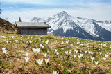 Fototapeta Natura - blühender Krokus im Frühjahr mit Berghütte