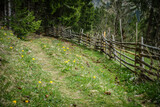 Fototapeta Natura - Wanderweg an einem Holzzaun durch einen Wald