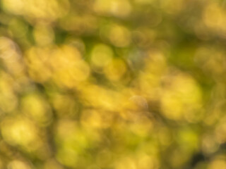 Wall Mural - Bright yellow and black bokeh effect and purposely blurred view of sunlight. Blurry background with photographic bokeh effect