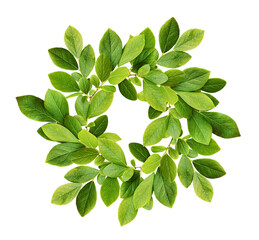 Wall Mural - green leaves of blueberry in a floral round wreath isolated on white or transparent background