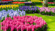 Flowerbed shaped in the lawn. Pink hyacinths bed in a fairy garden in Keukenhof, Netherlands. Ornamental bulb flowers in garden landscaping in early spring. Flower wallpaper and screensaver hi-res.
