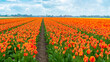 Rows of tulip flower plantings. A field of tulips in close-up. Orange dwarf tulips growing in rows in an agricultural field. Tulip hybrids are grown in rows for commercial purposes.