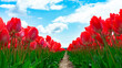 Tulips banner hi-res. Tulips view from below against blue sky. Red tulips close-up growed on the floral field. Between the rows of tulips. A view of the sky from beneath the blooming flowers.