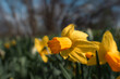 Close up of yellow daffodils in the wind