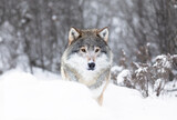 Fototapeta Sawanna - Majestic Wolf in Snowy Scandinavian Wilderness