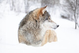 Fototapeta Sawanna - Majestic Wolf in Snowy Scandinavian Landscape