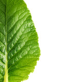 Fototapeta  - Single green leaf isolated on white background