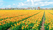 The commercial cultivation of tulips in the Netherlands near Amsterdam. A tulip field in the spring close up. Rows of yellow and orange tulips against the background of village houses and blue sky.