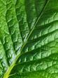 Green leaf macro texture background
