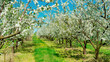 A blossoming apple orchard against a blue sky on a sunny day. White flowers on an apple tree. The blossoming of the garden in spring. Apple cultivating farm.