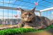 gattina sul terrazzo a casa, female cat on the terrace at home	