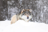 Fototapeta Sawanna - Elegant Wolf in Snowfall Capturing the Essence of Wild Nordic Nature