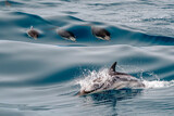 Fototapeta  - striped dolphin jumping outside the sea