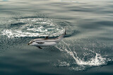 Fototapeta  - striped dolphin jumping outside the sea