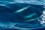 Fototapeta  - striped dolphin surfing under a sea wave before jumping outside the sea