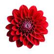 Close-up of a stunning red dahlia flower with detailed petals isolated transparent background