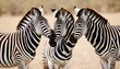 A-Zebra-Pair-Rubbing-Their-Necks-Together-In-A-Dis-