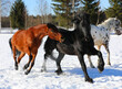 horse in winter, horses play with each other in a field in winter, horses bite