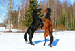 horses play with each other in the field in winter,
horses bite, horses dance 