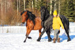 horse in winter, Liberty horses work Liberty synchronously performing a dog trot at the request of a man in a field in winter, horse friends,