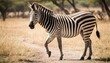 A-Zebra-In-A-Safari-Experience- 2