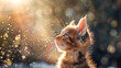 A small cute kitten on a dark background interested in floating pollen. Mały uroczy kotek na ciemnym tle zainteresowany unoszącym się pyłkiem.