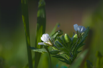 Wall Mural - meadow flower in the morning light