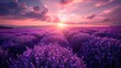 A field of lavender flowers with a pink and orange sky in the background. The sky is filled with clouds and the sun is setting, creating a warm and peaceful atmosphere