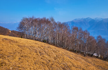 Wall Mural - The birch grove on Cimetta Cardada slope, Ticino, Switzerland