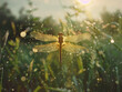 Golden Dragonfly in Flight Amidst Sparkling Water Droplets at Sunrise
