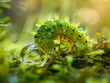 Vibrant Caterpillar with Dew Drops on Green Foliage in Sunlit Undergrowth