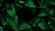 green leaf, dark nature background