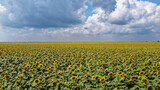Fototapeta Morze - A field of sunflowers under a cloudy sky.