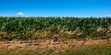 Fototapeta Morze - A bright day over a thriving cornfield.