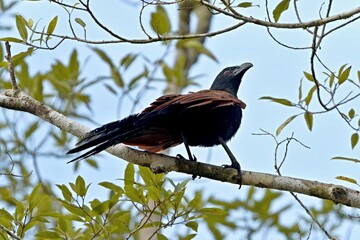 Greater Coucal (Centropus sinensis). Kinabatangan Wildlife Sanctuary. Malaysia, North Borneo, Sabah.