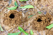 Probably the spider hole. Arthropods Of Sri Lanka