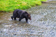Grizzly bear (Ursus arctos horribilis) fishing salmon during salmon run, Fish Creek, Tongass national forest, Alaska, USA.