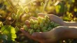 © Sean - fresh picked hops rest in sunlit hands