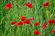 Poppies on the border of the field. Field poppy (Papaver rhoeas) as a malicious weed of the crop growing