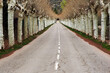 A straight road stretches ahead, lined with lush trees and bushes on either side, creating a scenic corridor of greenery.