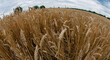 Fisheye Perspektive Getreidefeld mit der Getreidesorte Gerste