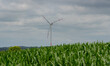 Windkraftanlage hinter einem Maisfeld