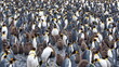 King penguin (Aptenodytes patagonicus) colony at Salisbury Plain, South Georgia Island