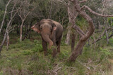 Fototapeta Zwierzęta - Asian elephant. Elephas maximus A tusked male Asian elephant in Bandipur National Park, Karnataka, India in the west, Nepal in the north, Sumatra in the south, and to Borneo in the east